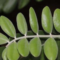 Sophora tomentosa L.